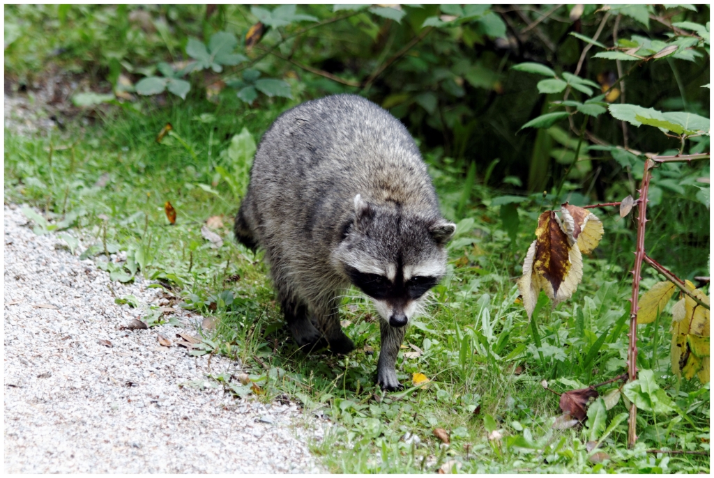 01- Vancouver (25) - Raton laveur.jpg